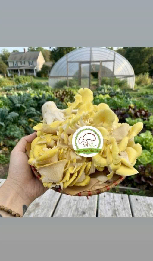 Bí quyết chế biến các món nấm